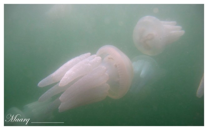 Blue Blubber Jellyfish