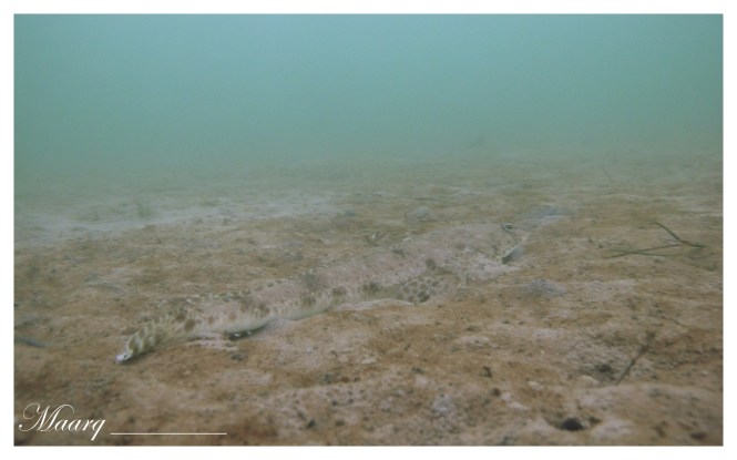 Southern Sand Flathead