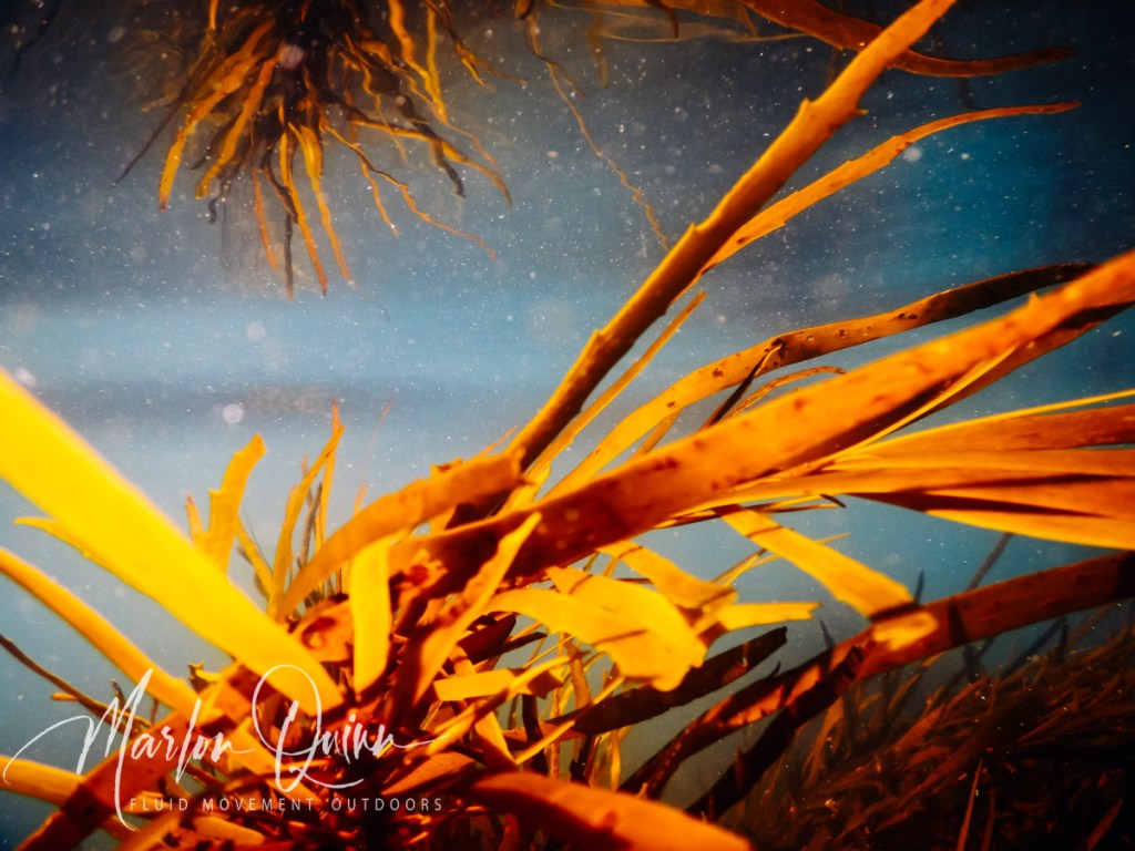 Kelp of the Great Southern Reef Mornington Peninsula