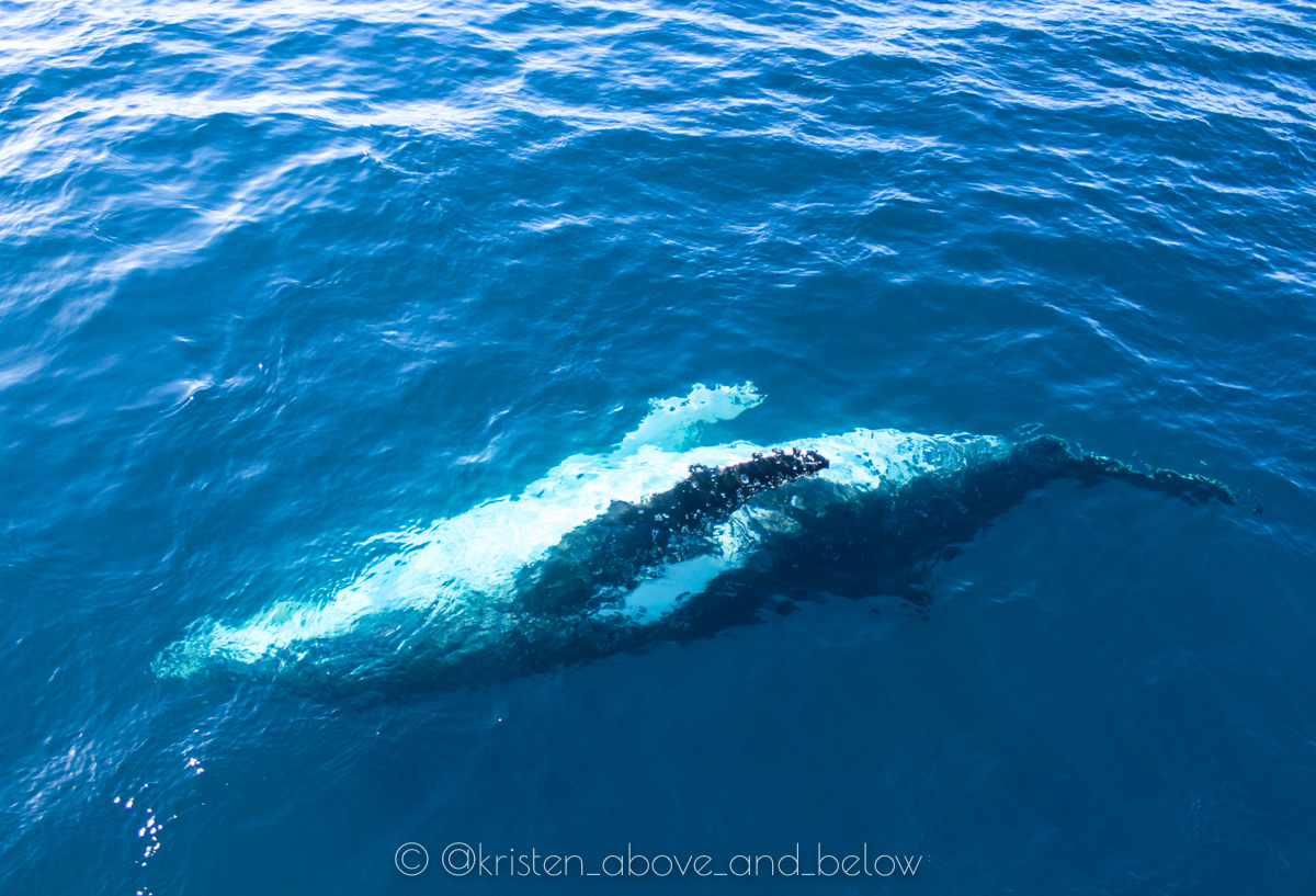Humpback Whale Belly Up Under the Surface Hervey Bay by Kristen MacDonald