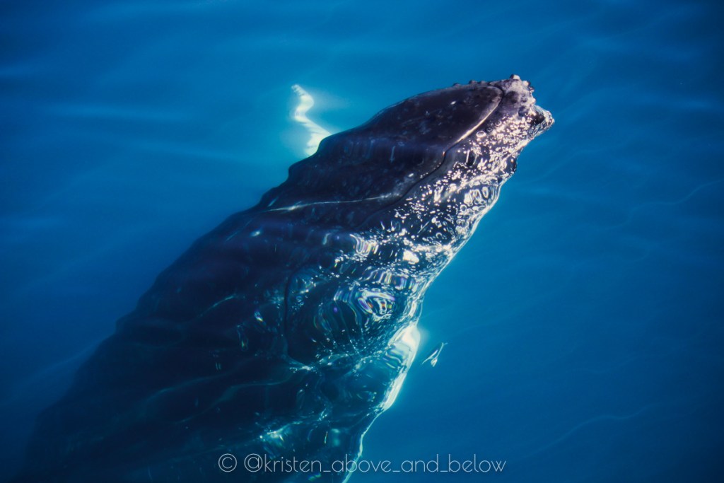 Humpback Whale Close Up Rostrum Under the Surface Hervey Bay by Kristen MacDonald