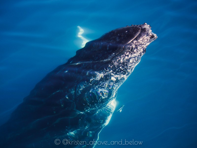 Whale Tales: Barnacle’s Kelp Karmacoma Whale Tales: Barnacle’s Kelp Karmacoma