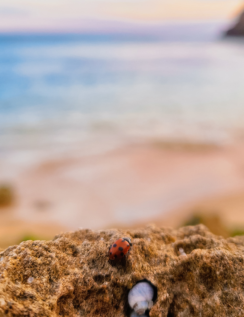 Polkadots Moonbeams Ladybug Sandy Rock Beach Short Story Marlon Quinn