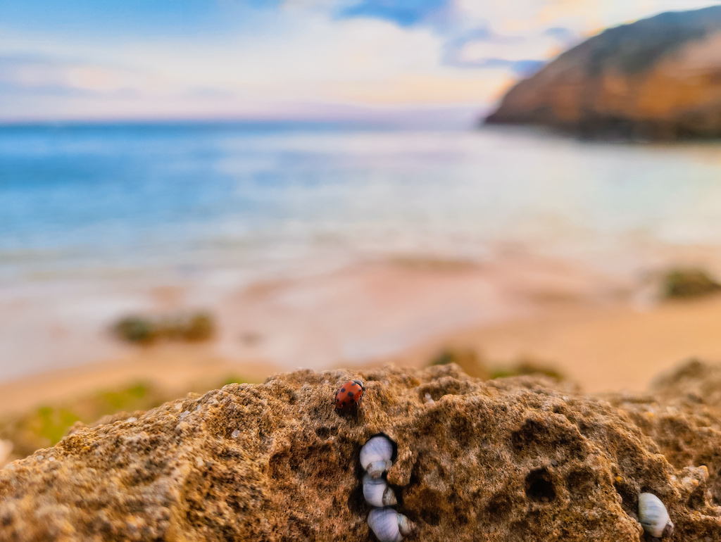 Polkadots Moonbeams Ladybug Sandy Rock Short Story Marlon Quinn