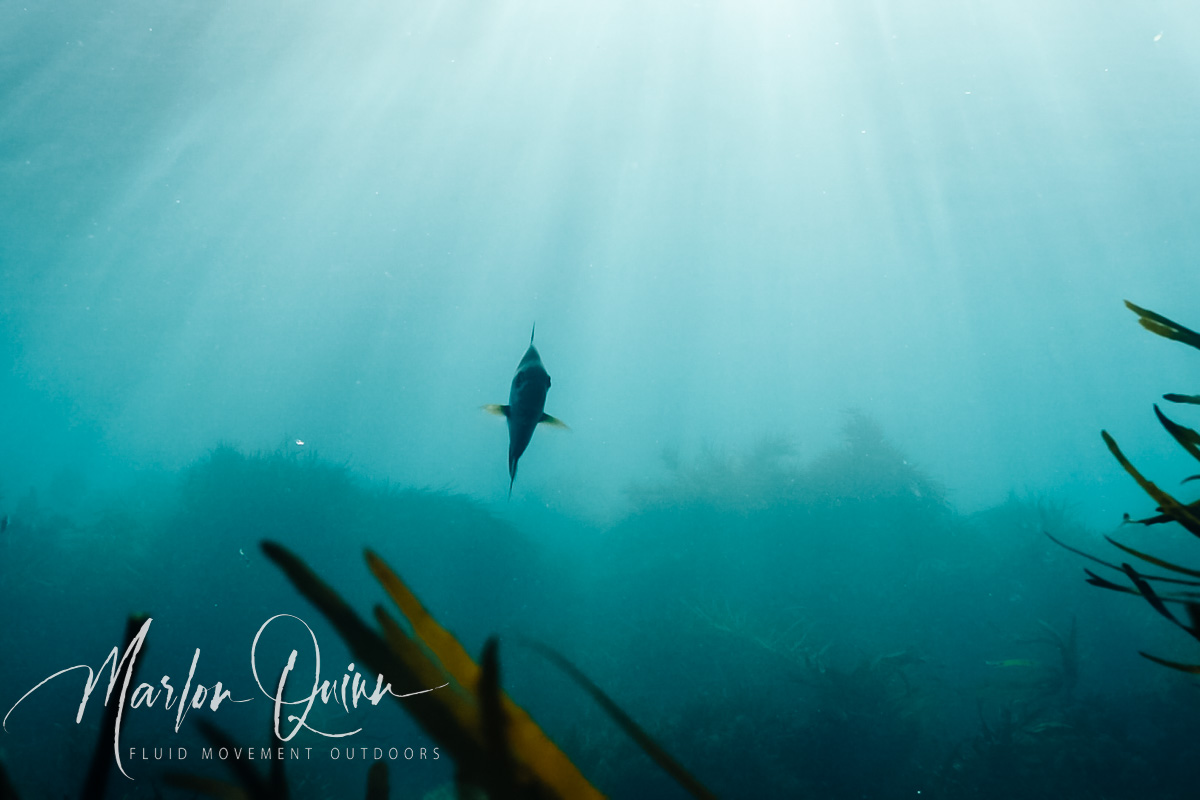 Seachanger Marlon Quinn from IT-Executive to Freediving Instructor