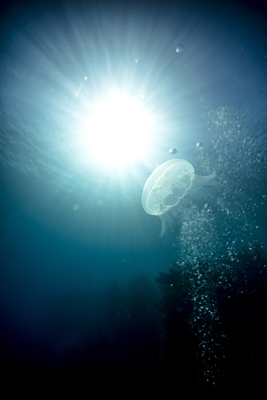 Snorkel Guide Career Training Melbourne