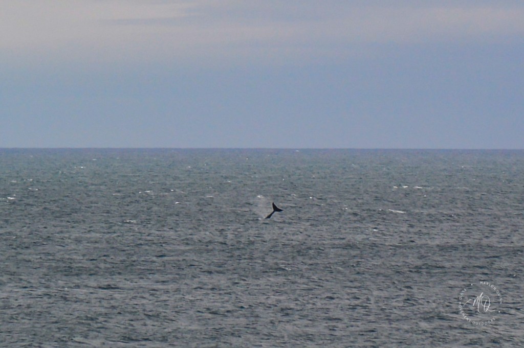 whale watching near Melbourne Humpback