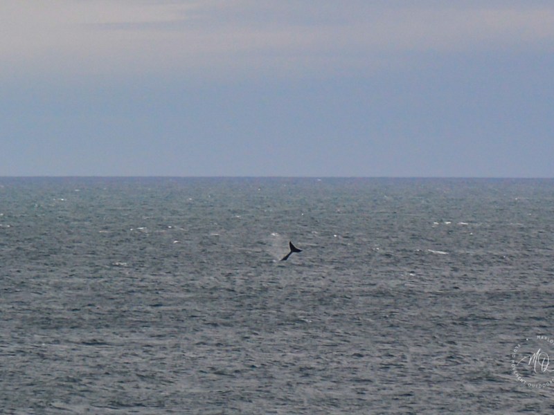 Winter Whale Watching near Melbourne Winter Whale Watching near Melbourne