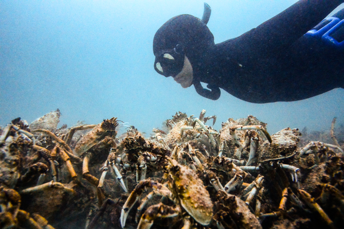 Advanced Snorkelling PADI Skindiver course Australia