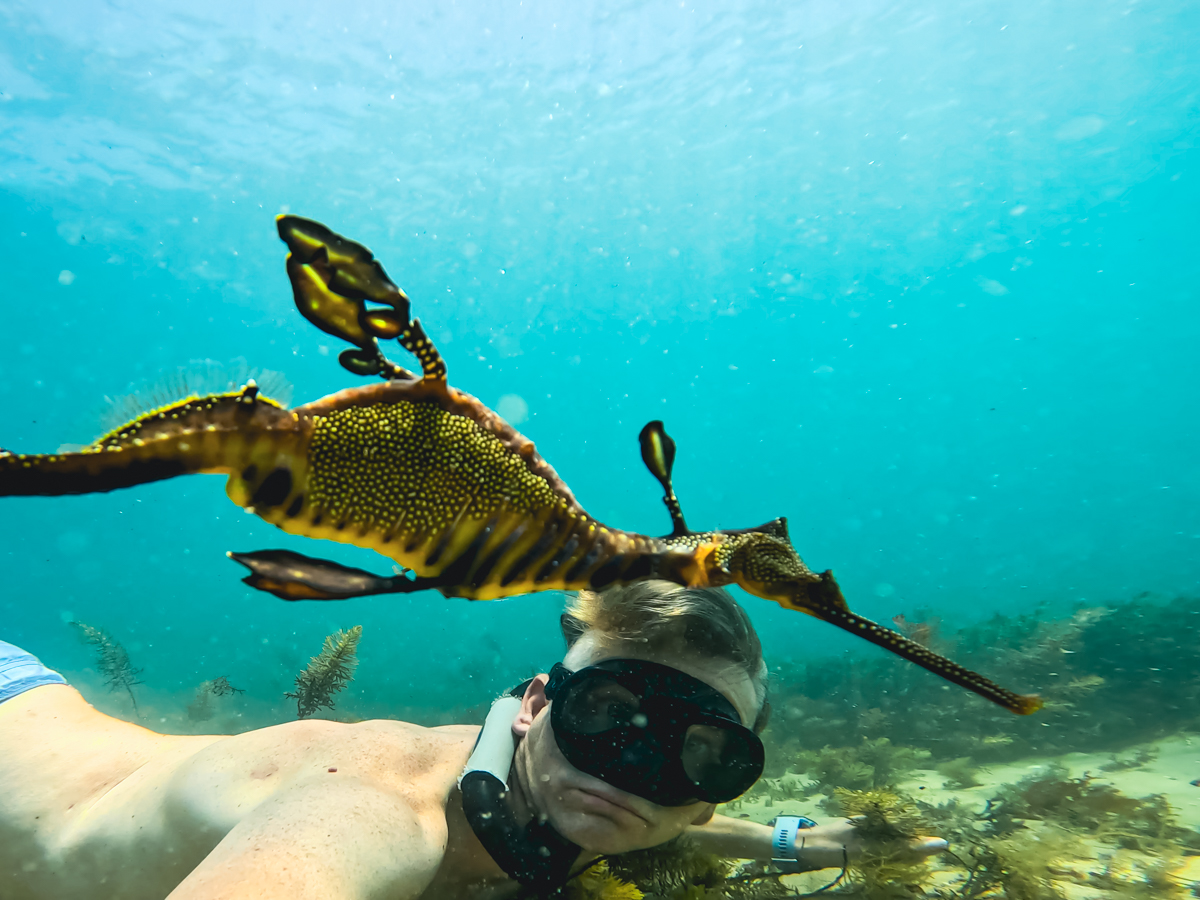 Best PADI Snorkel Guide Instructor SISOSNK002 Training Australia
