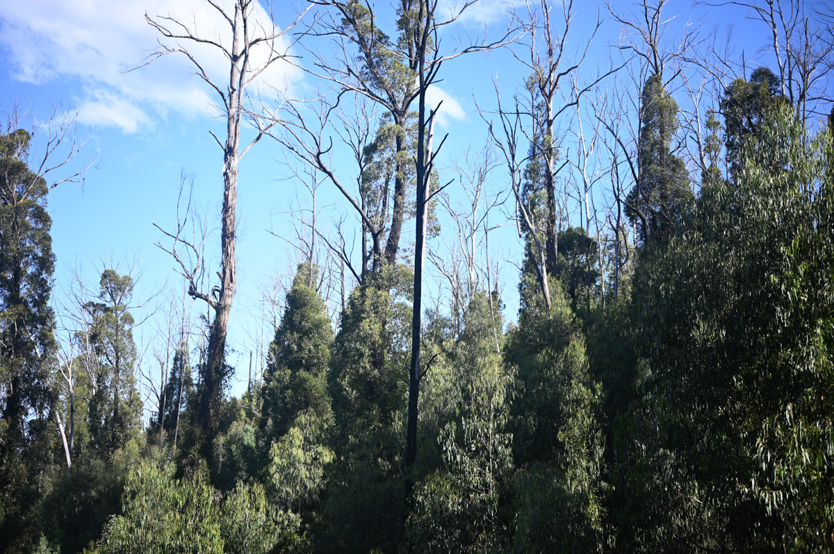 Gravel Ride Bonang Gippsland