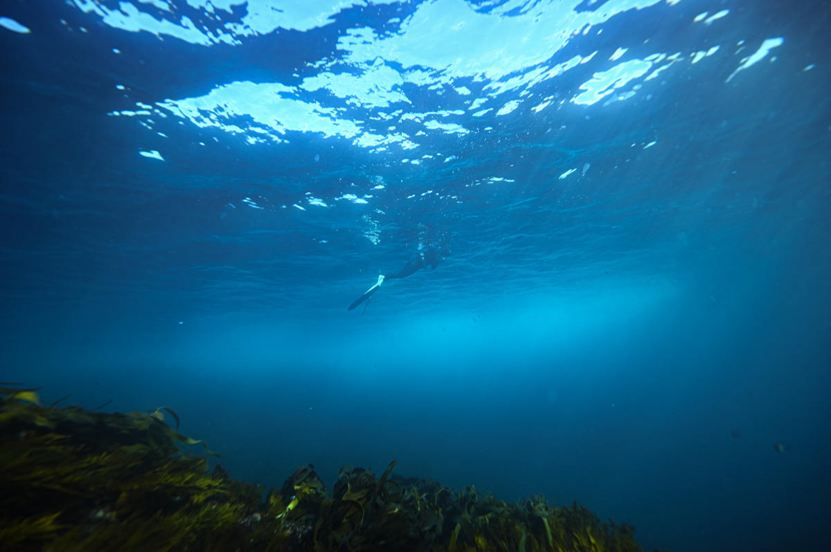 Freediving with wild Australian Fur Seals in Bass Strait