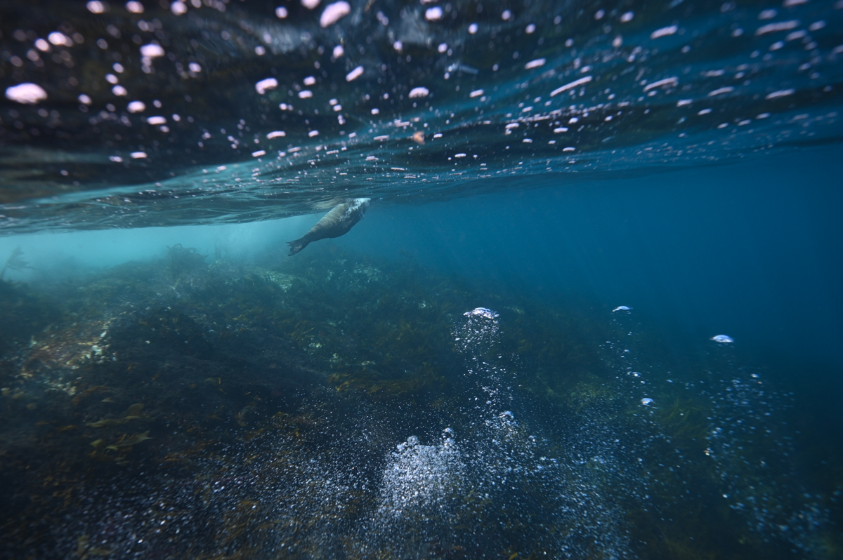 Freediving with wild Australian Fur Seals in Bass Strait