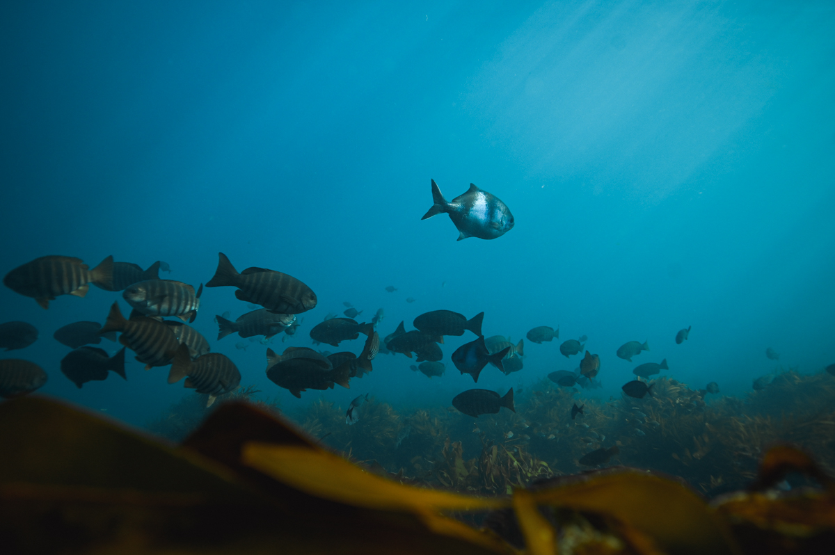Sea Sweep Bass Strait Victoria