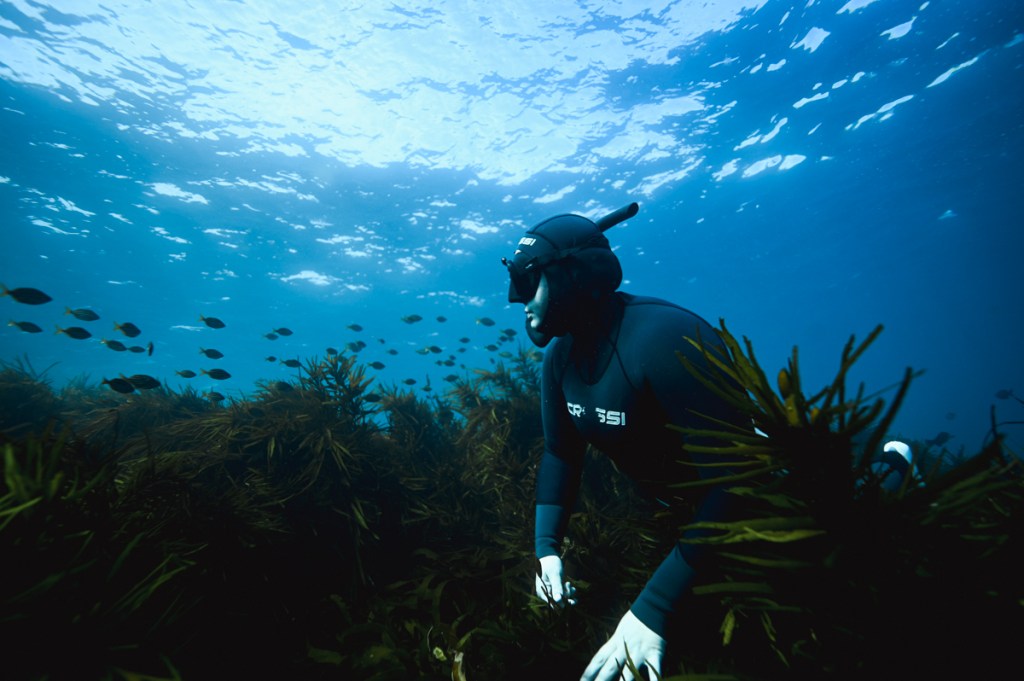 Freediving with wild Australian Fur Seals in Bass Strait