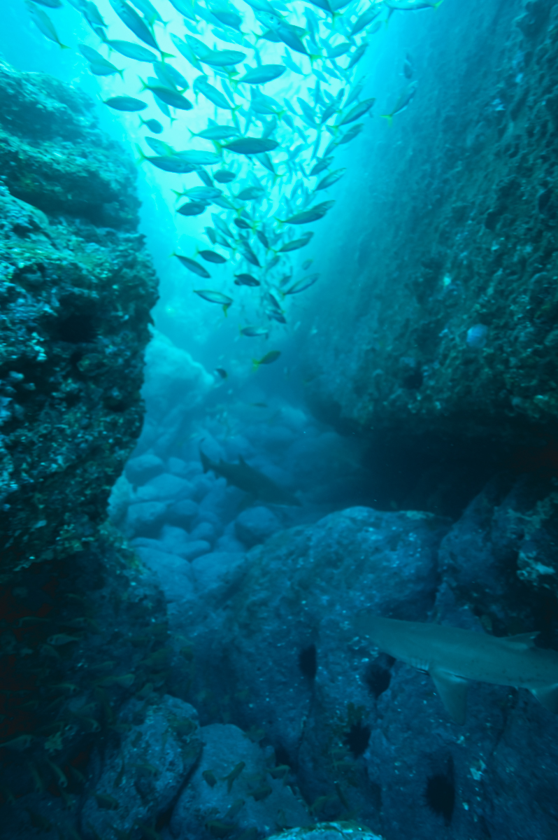 Sharks swimming in a crevice near Jervis Bay NSW