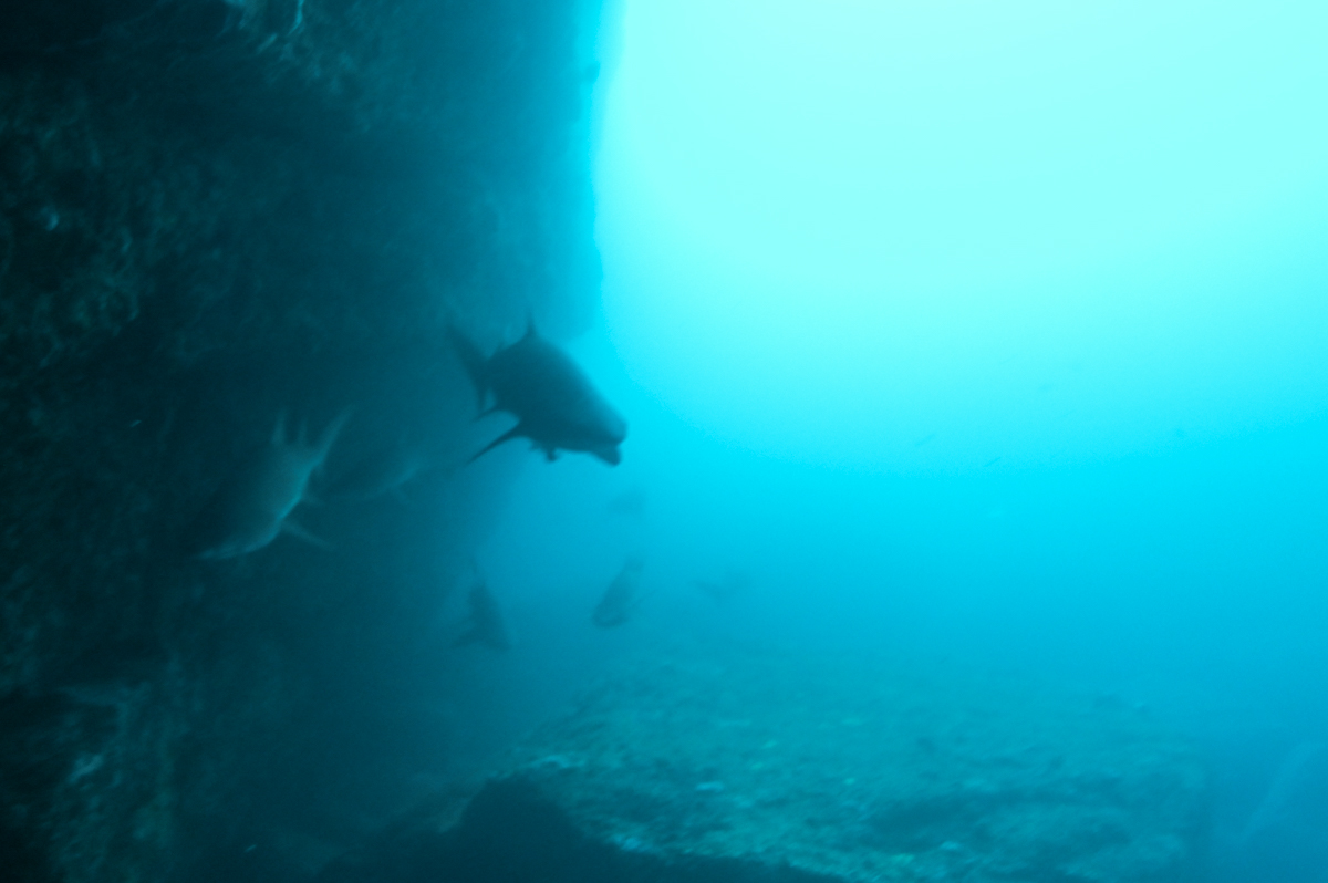 Sharks resting in a cave in Jervis Bay NSW