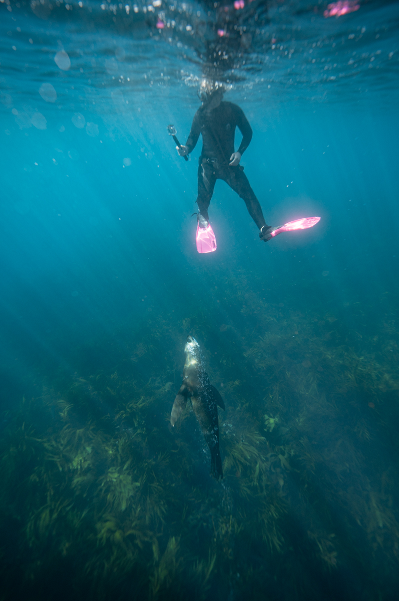 advanced snorkelling skindiver course in victoria and NSW australia