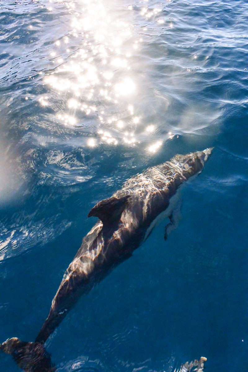 Dolphin Tasman Peninsula