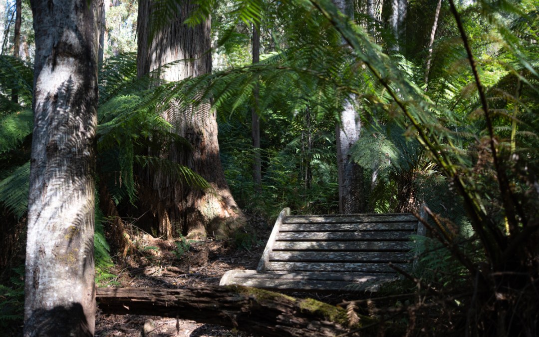 Exploring Forests of Errinundra – Wisdom of the Ancient