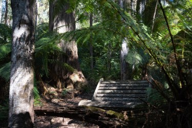 Exploring Forests of Errinundra – Wisdom of the Ancient