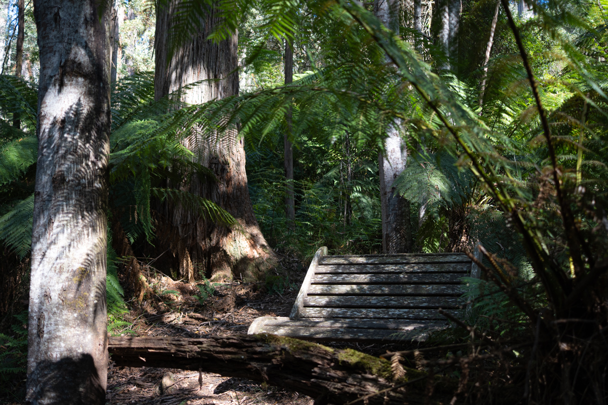Errinundra National Park Forest