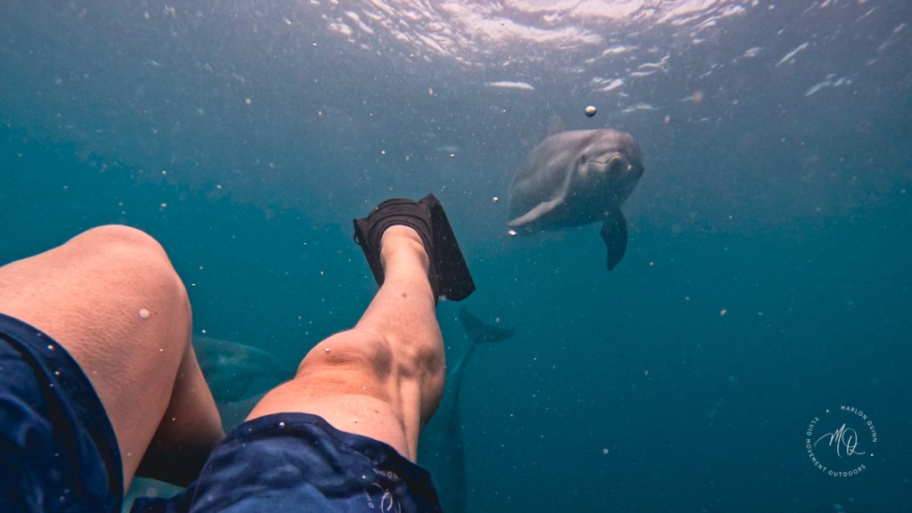 Swimming with wild Bottlenose Dolphins in Bass Strait Victoria Australia