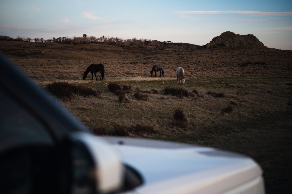 Wild Brumby Horses Snowy Mountains