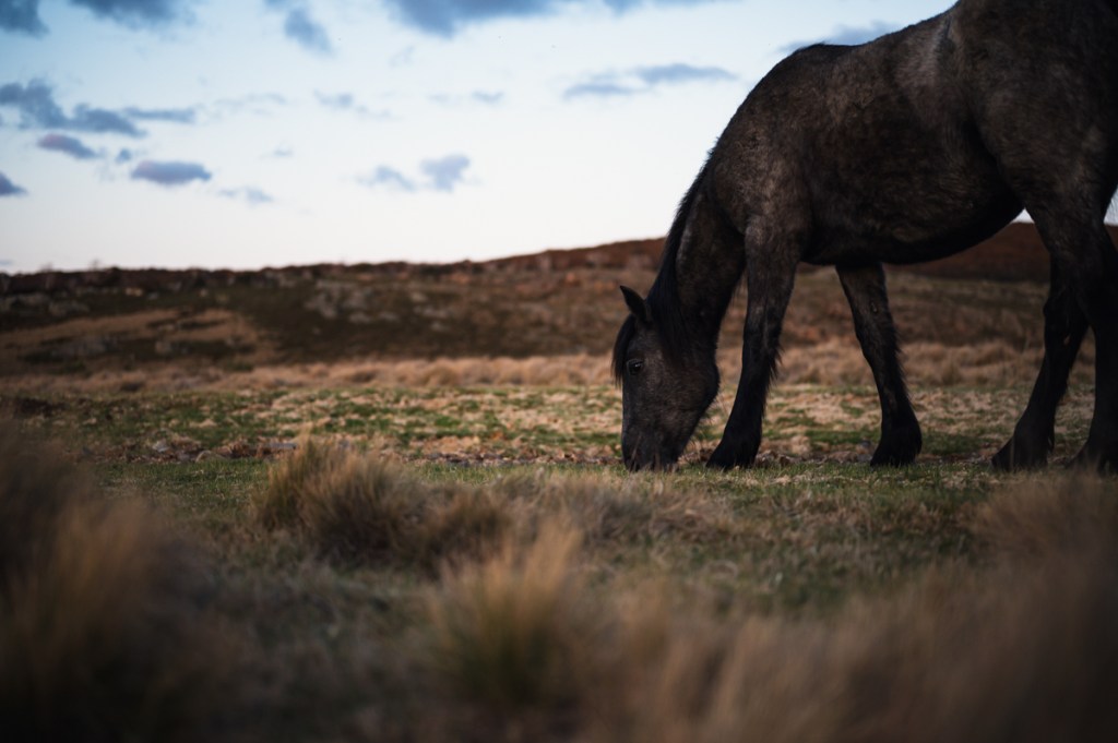 Wild Brumby Horses Snowy Mountains