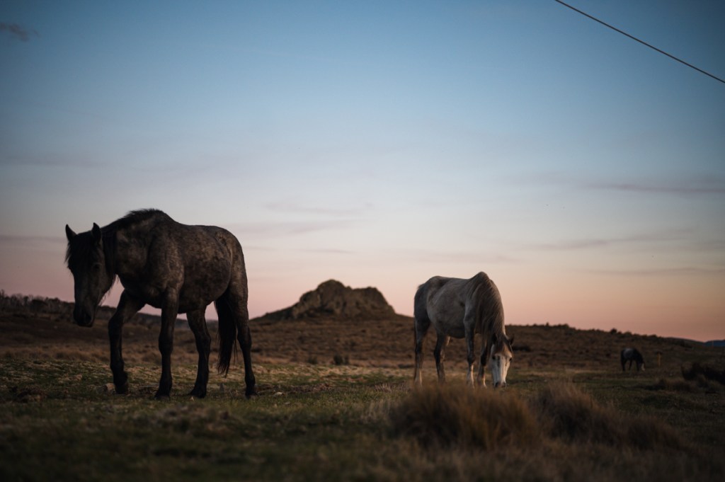 Wild Brumby Horses Snowy Mountains