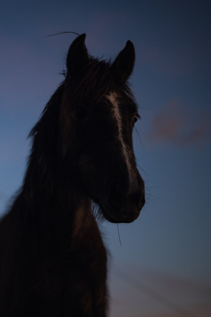 Wild Brumby Horses Snowy Mountains