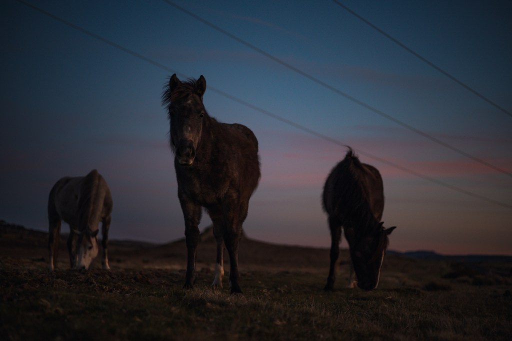 Wild Brumby Horses Snowy Mountains