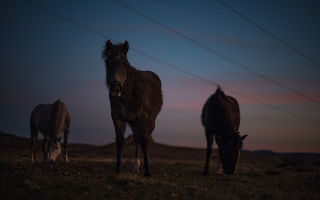 Wild Brumby Horses Snowy Mountains