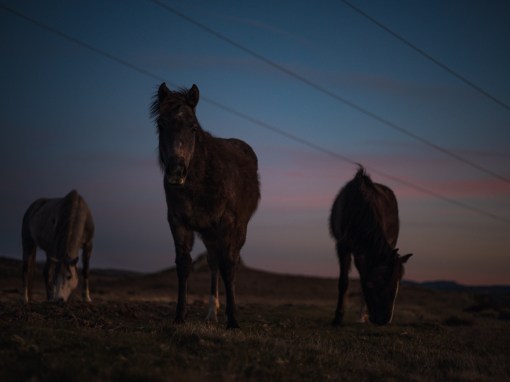 Wild Brumbies, Endangered Tuna, and How Freediving Resurrects Our Oneness with Nature Wild Brumbies, Endangered Tuna, and How Freediving Resurrects Our Oneness with Nature