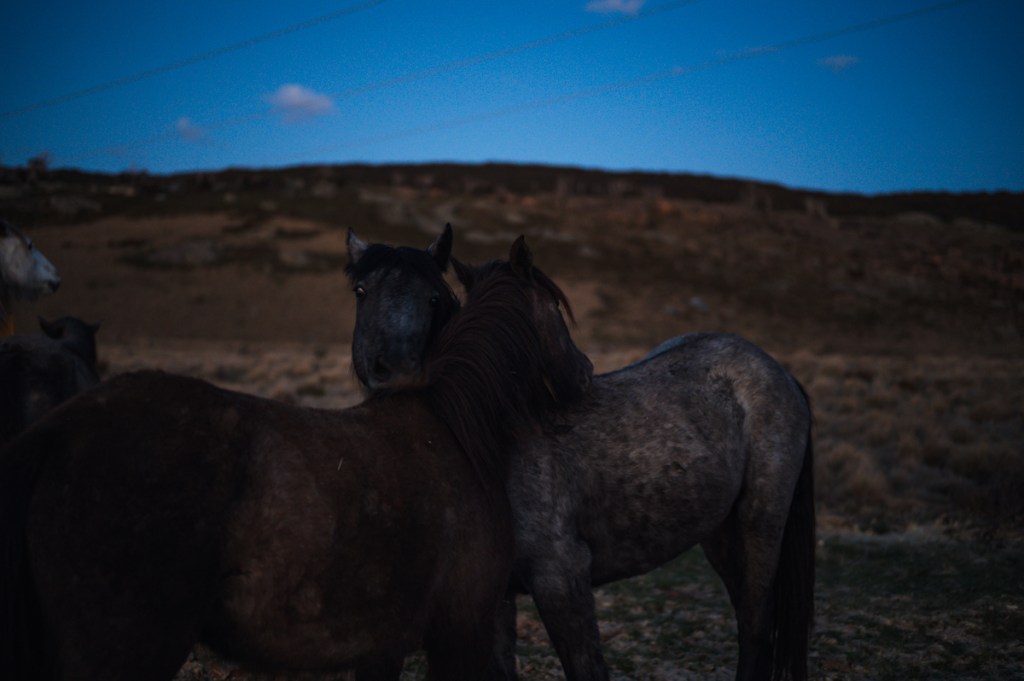 Wild Brumby Horses Snowy Mountains