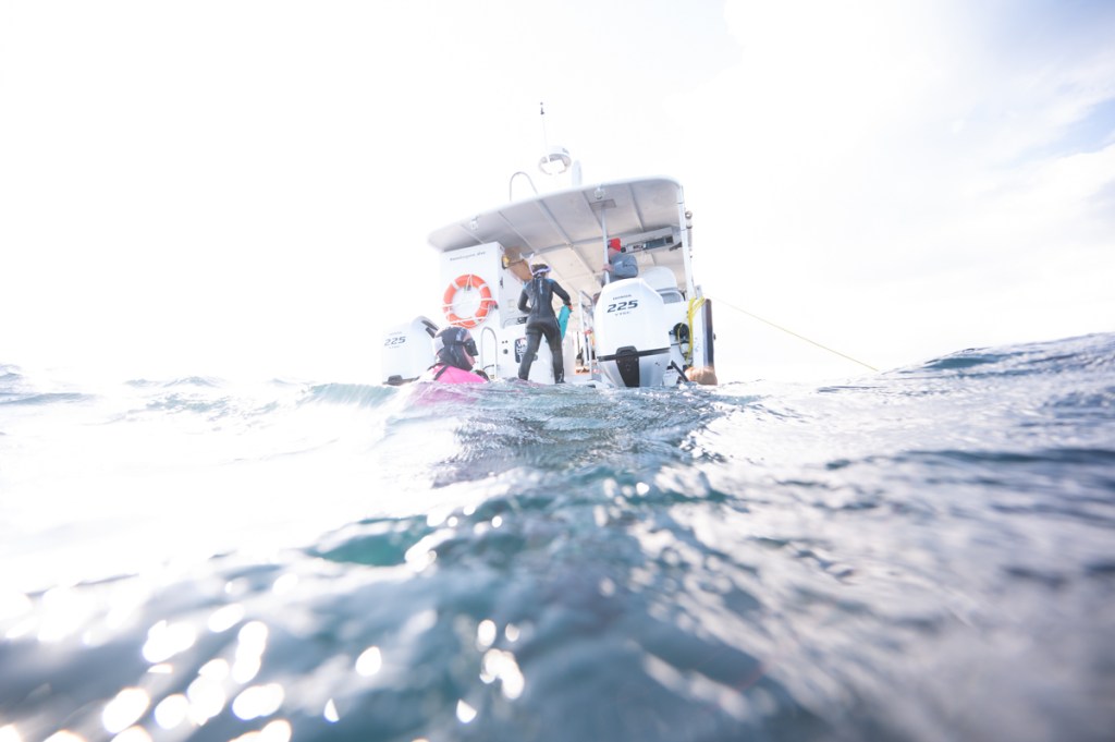 A Day Whale Swim Tour with Woebegone Jervis Bay