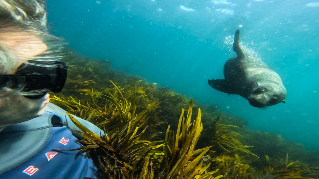 Freediving with Australian Fur Seals in Bass Strait