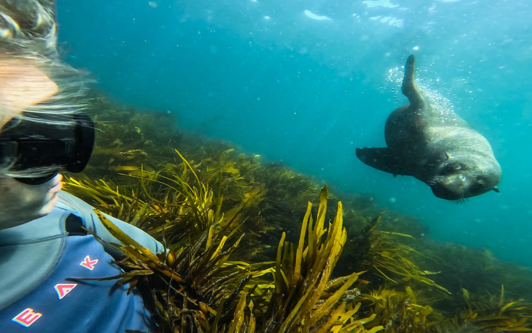 Freediving with Australian Fur Seals in Bass Strait